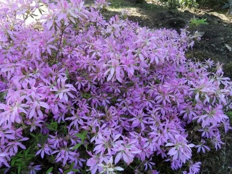 Rare Purple Azalea - Koromo Shikibu - Rhododendron Deciduous live Starter Plant IN POT