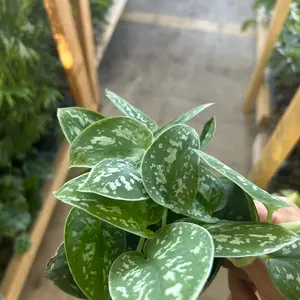 4” Satin Pothos