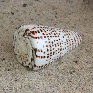 Lettered Cone 3-3.5"