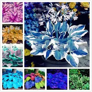 800 Pcs Hosta Seeds - Versatile Mixed Varieties Perfect for Landscaping and Ground Cover