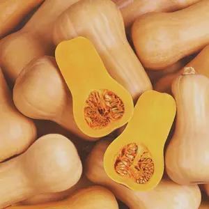 Heirloom Waltham Butternut Winter Squash Seeds - Organic and Regenerative Gardening Seeds