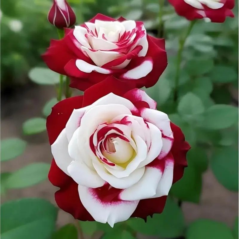 200pcs Rare Twin Red White Rose Flower Seeds for Planting - Captivating Garden Blooms Non GMO Heirloom Garden - Planting Instructions for Easy Grow - Great Gardening Gifts