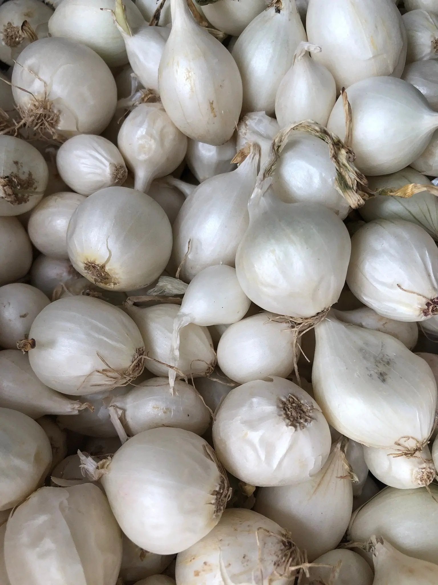 Onion Sets, White - 100 Onion Sets for Planting