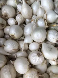 Onion Sets, White - 100 Onion Sets for Planting