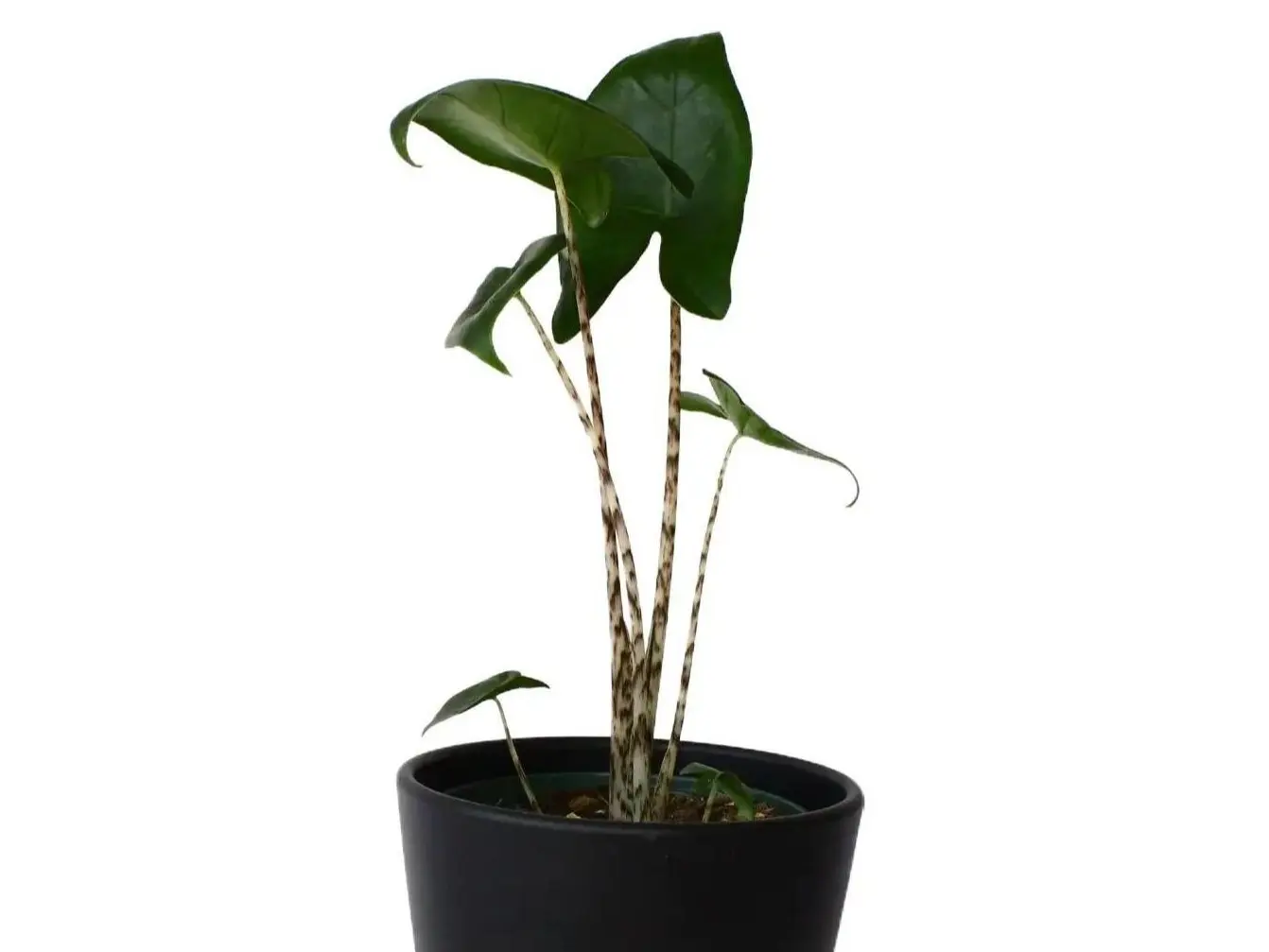 Alocasia Zebrina Potted Live Plant 4in - Iconic Zebra Stems - Striking Patterned Petioles - Exotic Arrowhead Leaves - Rare Collectors Plant - Bold Interior Foliage - Statement Houseplant - Tropical Jungle Vibe