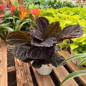 Calathea Dottie 6inch Plant with Vibrant Red Veins and Rich Green Foliage for Indoor Decor