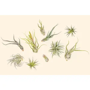 Beginner Friendly Collection of Tillandsia Air Plants [5 or 10 Pack]