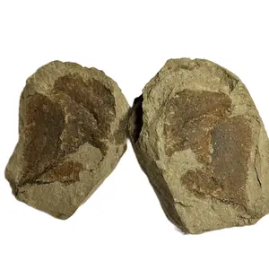 Unique Flower Fossil Specimen