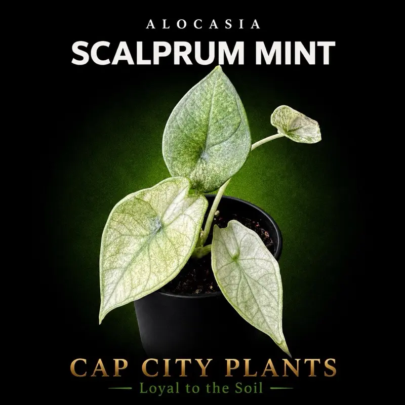 Alocasia Scalprum Mint Tissue Culture