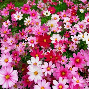 Hummingbird And Butterfly Garden Wildflower Seed 500+ Cosmos Flower Seeds For Planting for Planting