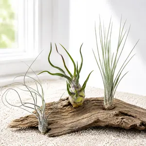 3 Large Air Plant Variety Pack (Juncea, Butzii, Bulbosa)