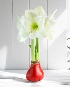 Red Waxed Amaryllis Bulb with White Flower