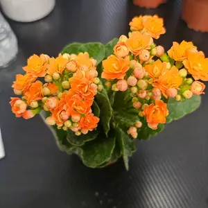 Kalanchoe Potted Succulent Plant, Low-Maintenance Indoor/Outdoor Decor for Home & Office