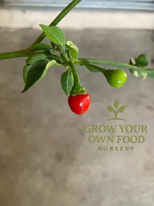 Chiltepin Cherry Pepper (fruit points downwards) Heirloom Non GMO Hot Pepper Live Starter Heirloom Plant