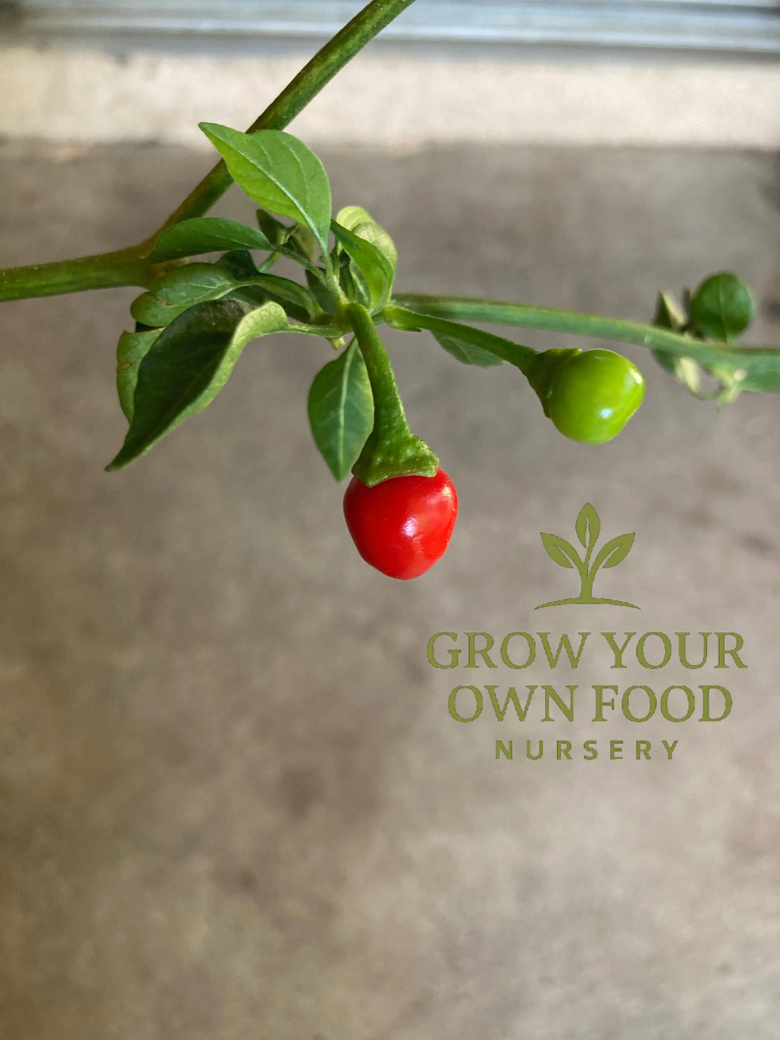 Heirloom Chiltepin Cherry Hot Pepper Live Starter Plant - Fruit Points Downwards, Organic, Non-GMO, Perennial, Full Sun Garden Supply for Sauces, Condiment in Soups, Mexican Cuisine Dishes, Fiery Touch, Produce For Many Years If Protected