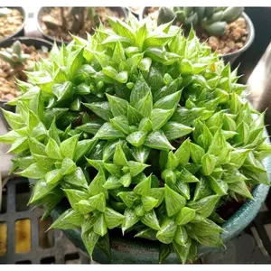 2"Live Succulent Haworthia retusa f. geraldii star cactus