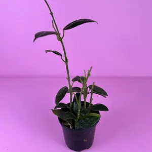 Hoya CV Monette 4” | Rare Hoya | Live Wax Plant