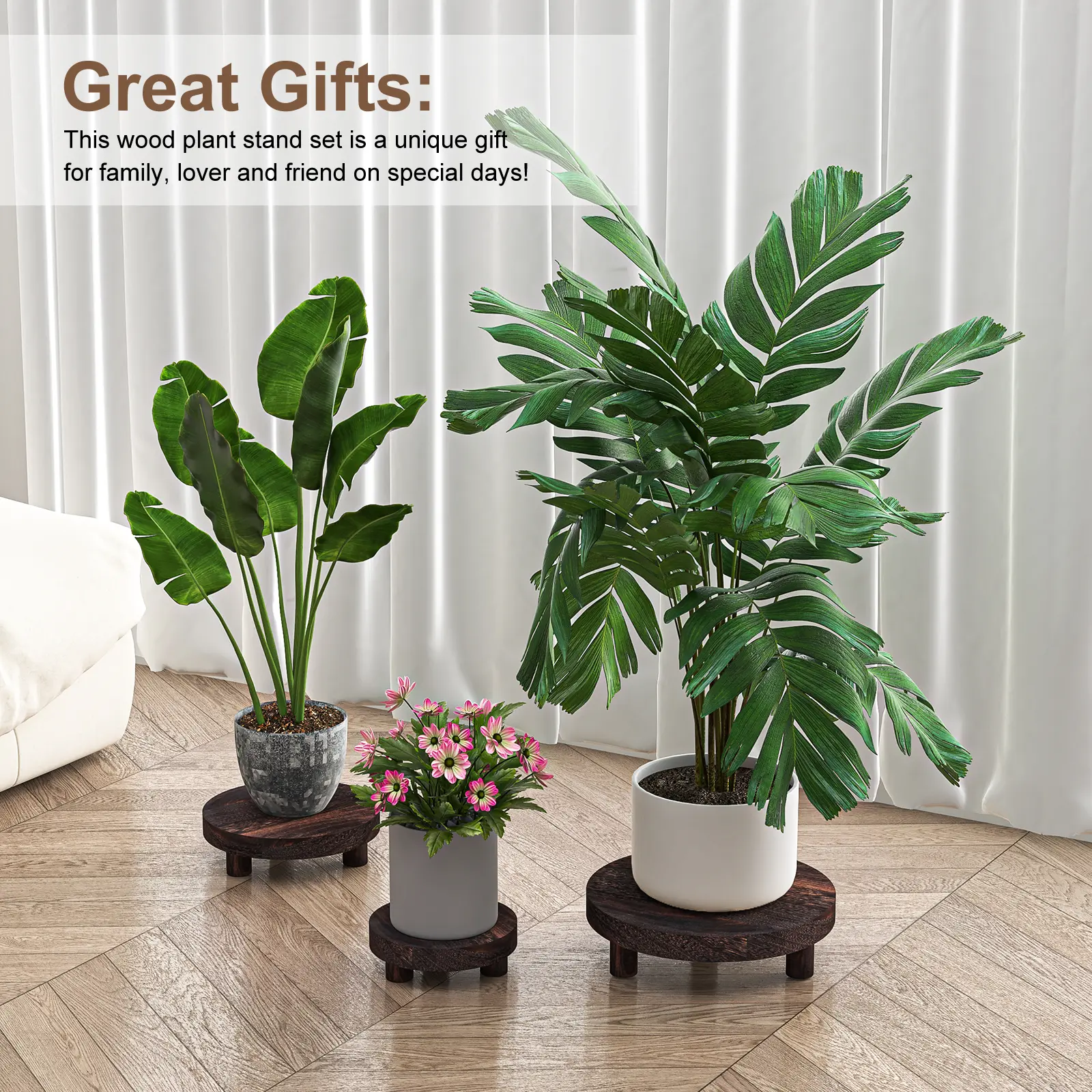 plant money tree Money Tree main image 1