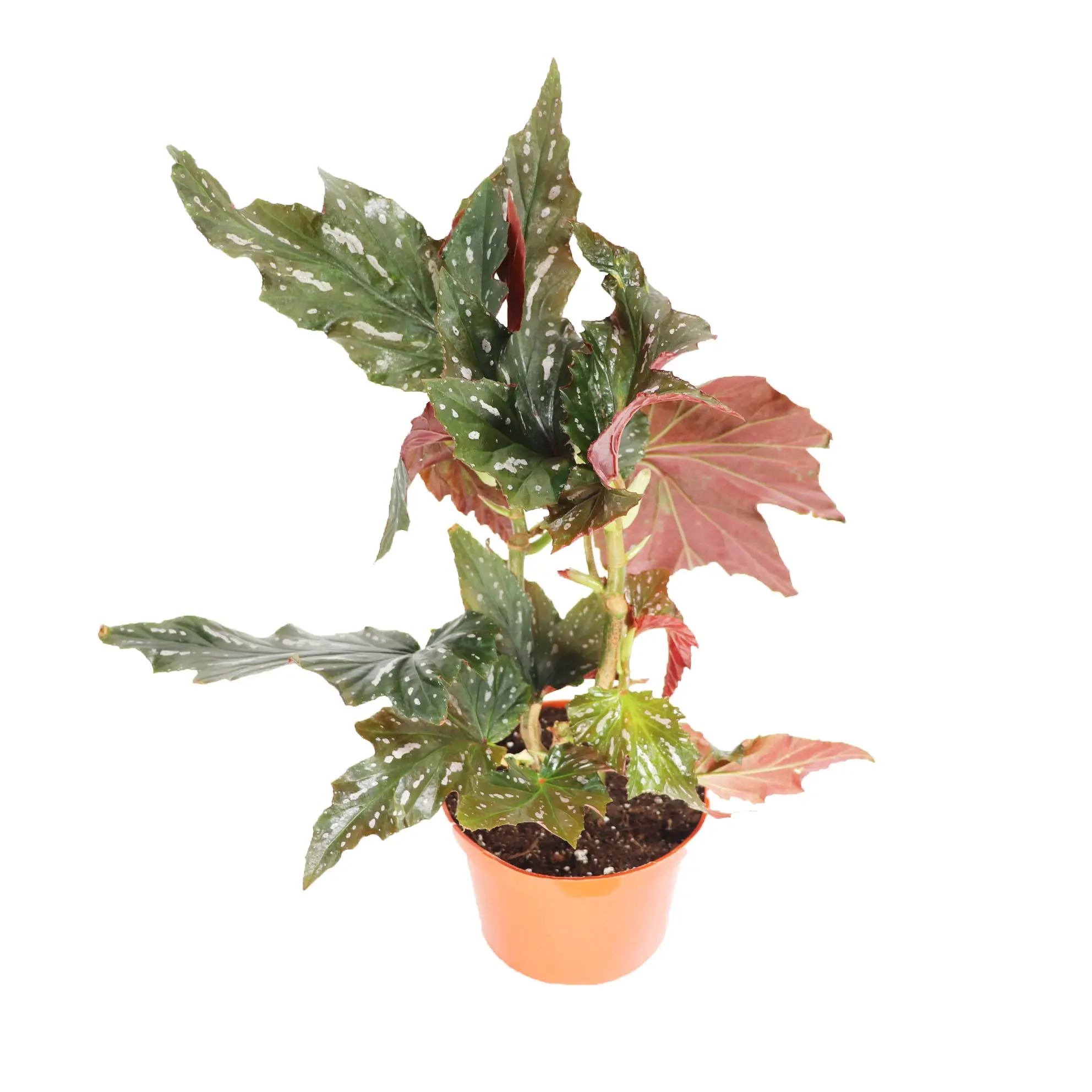 Begonia Angel Wing - 6'' from California Tropicals
