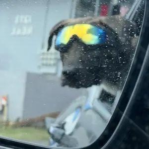 Dog Sunglasses UV Protection Eyewear for Medium Large Dogs, Adjustable Strap Outdoor Adventure Pet Glasses Multiple Colors Available