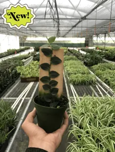 Rhaphidophora Hayi Shingle Plant