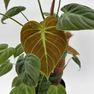 Philodendron El Choco Red 4" Pot - Indoor Houseplant with Bold Red Leaves Unique Shape for Home & Office Decor Easy Care for All Levels