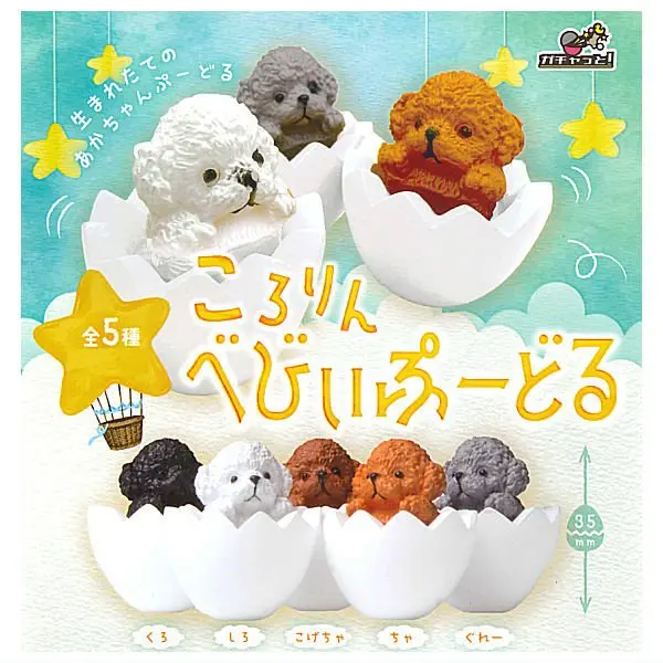 022 Kororin Baby Poodle
