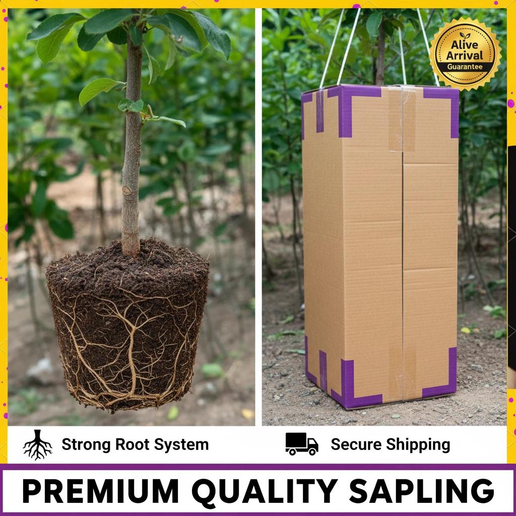 Sweet Dark Purple Plum Tree, Large Fruit Small Pit Improved Variety, Cold Hardy Bare Root for Potted Patio Yard Outdoor Growing