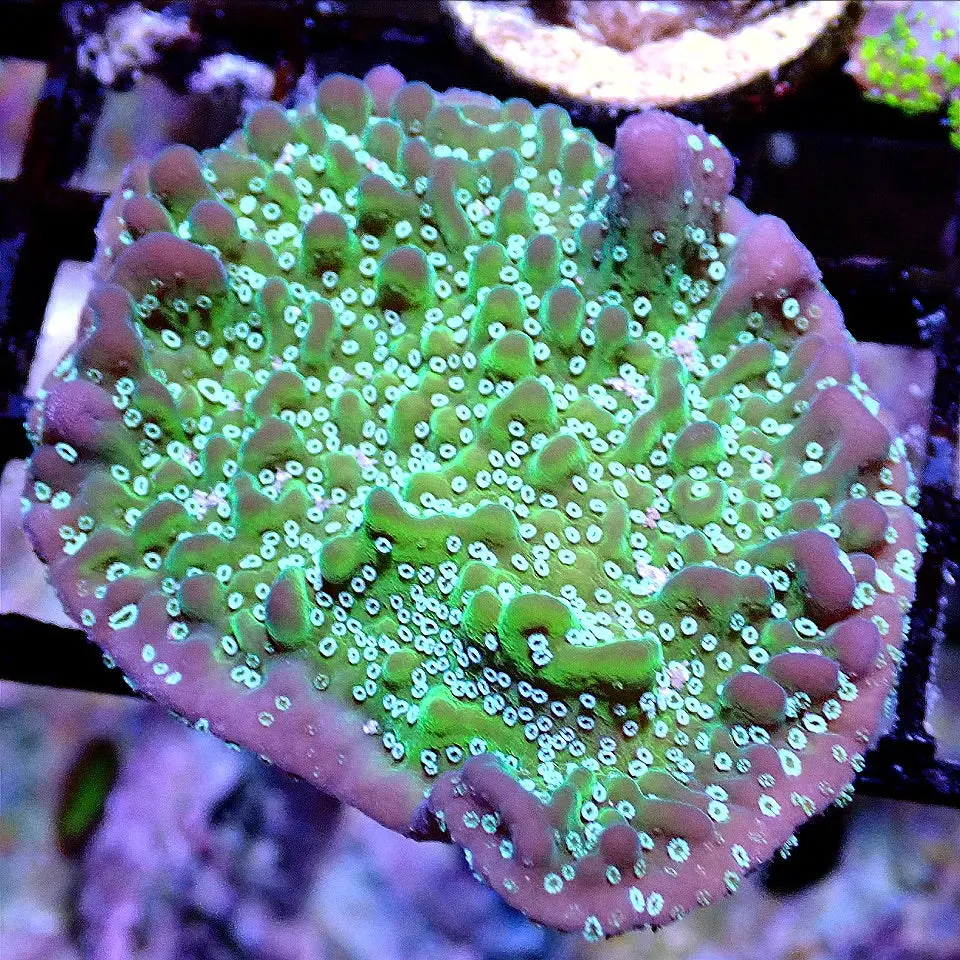 SUPERNATURAL MONTIPORA WYSIWYG