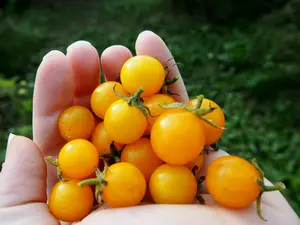 SunGold (Sun Gold) Cherry Tomato Live Plant