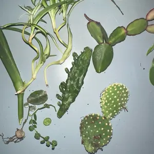 Mystery Plant Cutting Bundle