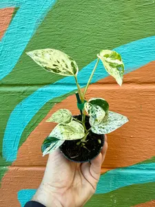 3" Epipremnum sp. 'Bali Hanoman'