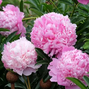 FIVE PACK - Monsieur Jules Elie Peony Bare Root Plant