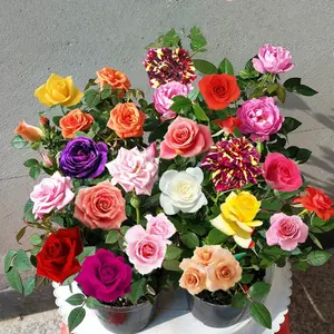 200 Pcs Mixed rose seeds planted indoor balcony potted flower seeds family