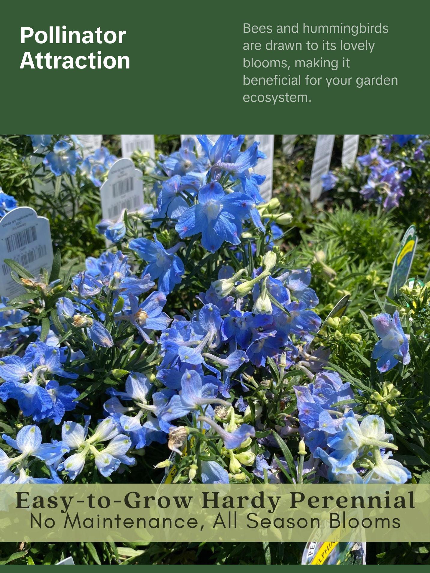 Delphinium Summer Blues (Larkspur) | Two Live Perennial Plants | Non-GMO, Dwarf Variety