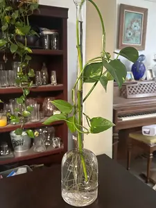 Tulip Bulb Planter