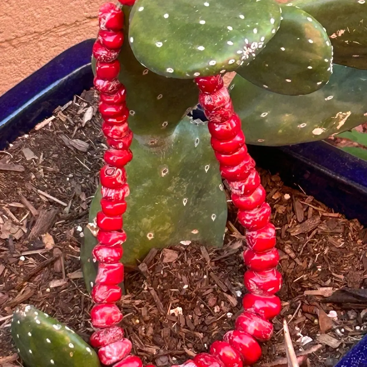 Red Coral Beads 1 beautiful strand, authentic from the Sea of Japan stunning.