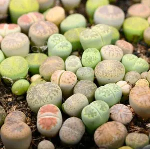 Mini Lithops Living Stones Garden Plant Lithops Succulents Live Colorful