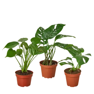 Monstera Bundle