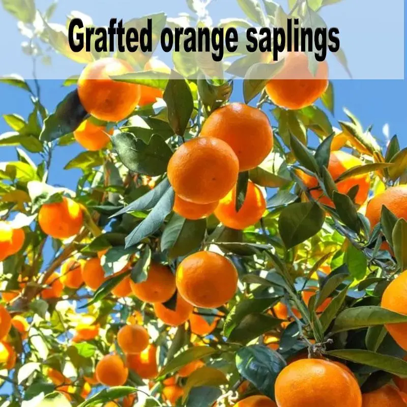 Grafted Orange Tree Saplings Sweet Juicy Large Fruit Well Rooted High Yield Potted Garden Plant