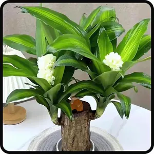 Brazilian Lucky Wood Plant Brazilian Wood Plant Indoor Office Desktop Planter hydroponic plant