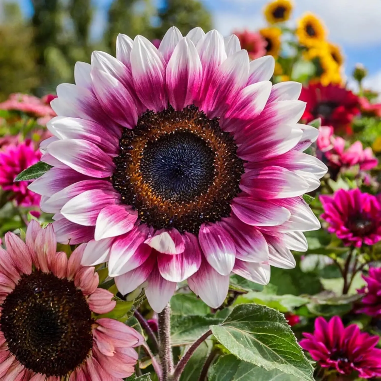 50pcs Rare Strawberry Pink Sunflower Seeds - Non-GMO Heirloom Variety for Your Unique Garden