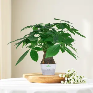 MONEY  TREE | Low-Maintenance Indoor Houseplant, Air-Purifying Plant for Home & Office Decor, Easy Care Live Plant