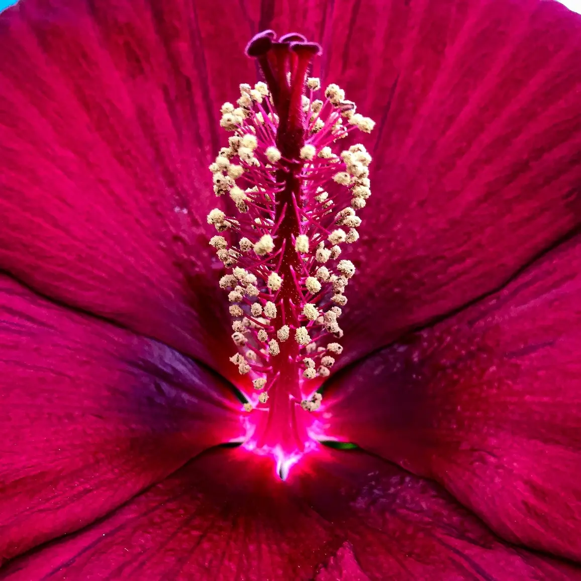 Hibiscus Tea (Unsweetened)
