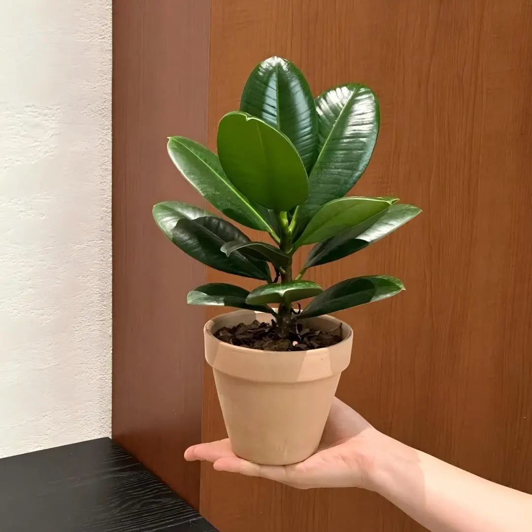 Ficus Elastica Rubber Tree Live Indoor Potted Plant - Easy-Care Houseplant for Home Office Decor