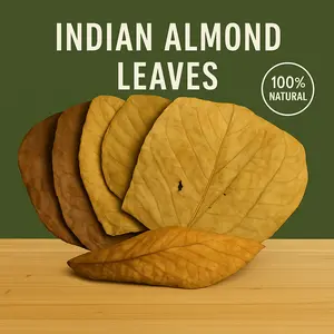 Indian Almond Leaves – Large 10 Pack Catappa Leaves for Aquariums & Terrariums