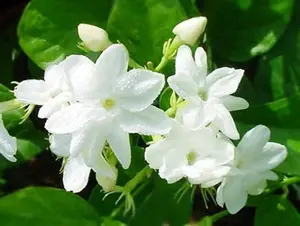 White Jasmine sambac~ Maid Of Orleans Jasmine ~Jasminum - Rooted STARTER Plant- Extremely Fragrant - ship in pot 2" to 4" tall