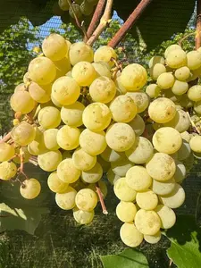 Brianna Grape Vine (Seeded)