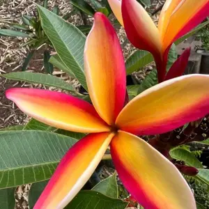 Plumeria cutting Maui rainbow 8-12 inch cut
