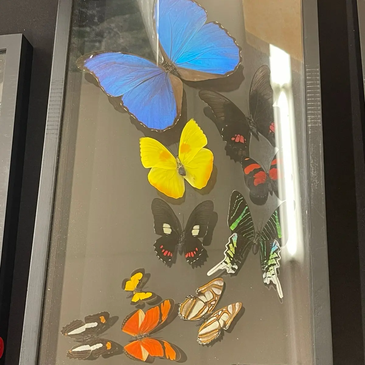 10 Real Butterfly Specimen Double Sided Frame Handcrafted - Perfect for Displaying in Home or Office